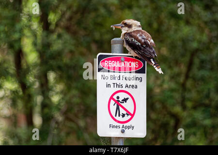 Dacelo novaeguineae - Laughing Kookaburra big kingfisher sitting on the sign 'No bird feeding' in green forrest  in Tasmania, Australia. Stock Photo