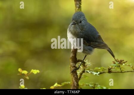 Petroica australis - South Island Robin - toutouwai - endemic New Zealand forest bird sitting on the branch in the forest Stock Photo