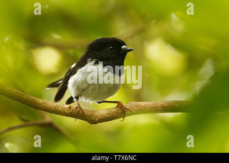 Petroica macrocephala toitoi - North Island Tomtit - miromiro endemic New Zealand forest bird sitting on the branch in the forest. Stock Photo