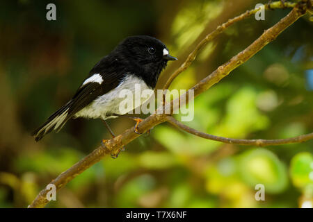 Petroica macrocephala toitoi - North Island Tomtit - miromiro endemic New Zealand forest bird sitting on the branch in the forest. Stock Photo