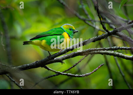 Golden-browed Chlorophonia - Chlorophonia callophrys is bird in the Fringillidae family, found in Costa Rica and Panama. It is uncommon in subtropical Stock Photo