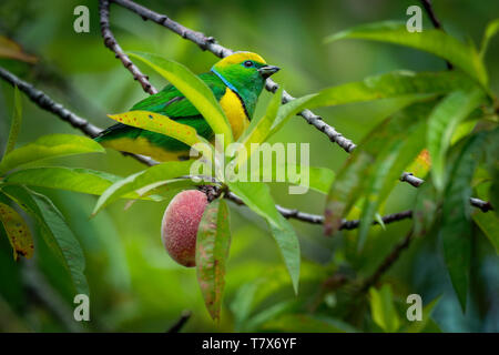 Golden-browed Chlorophonia - Chlorophonia callophrys is bird in the Fringillidae family, found in Costa Rica and Panama. It is uncommon in subtropical Stock Photo