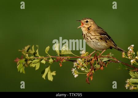 Singing Tree Pipit (Anthus trivialis) perched on a hawthorn branch. Stock Photo