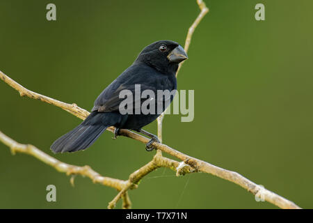 Thick-billed Seed-finch - Sporophila funerea  - Oryzoborus funereus  bird in the family Thraupidae, found from southern Mexico, through Central Americ Stock Photo