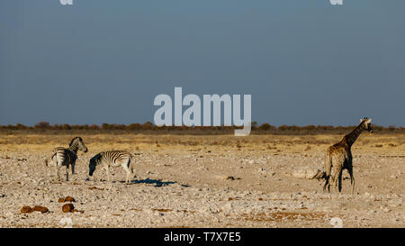 Wild animals in a waterhole of Etosha National Park, Namibia Stock Photo