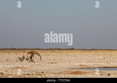 Wild animals in a waterhole of Etosha National Park, Namibia Stock Photo