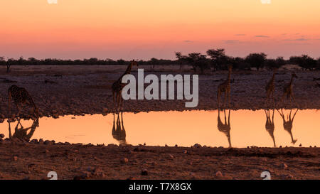 Giraffe in waterhole during sunset, Etosha National Park, Namibia Stock Photo