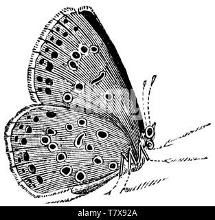 wood-cut-engraved-illustration