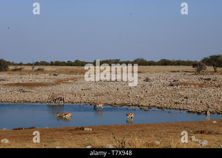 Oryx and springbook in waterhole, Etosha National Park, Namibia Stock Photo