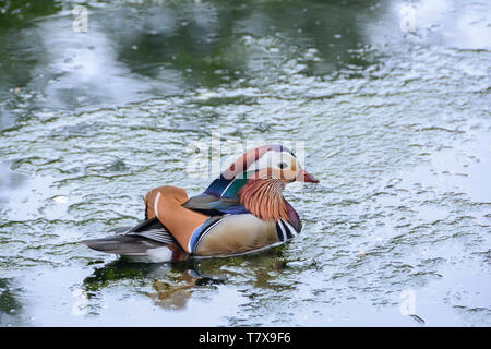 A Mandarin Duck, Aix galericulata on a pond in England, UK Stock Photo