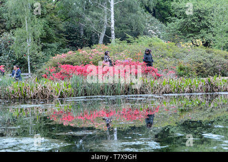 Vivid colours and blossoms reflecting in a pond at the Isabella Plantation, Richmond Park, London, UK Stock Photo