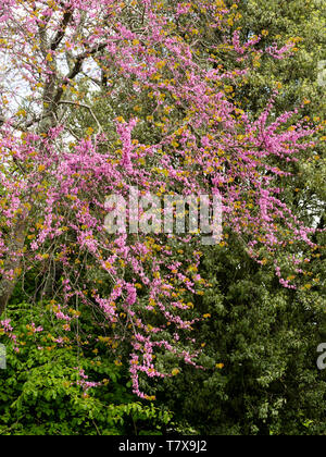 Pink spring flowers clothe the branches of the hardy Judas tree, Cercis siliquastrum Stock Photo