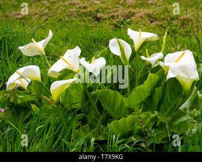 White spathes and yellow spadices of the South African Calla lily, Zantedeschia aethiopica, naturalised in a UK ditch Stock Photo