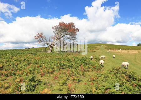 Sheep grazing in Brecon Beacons National Park Stock Photo