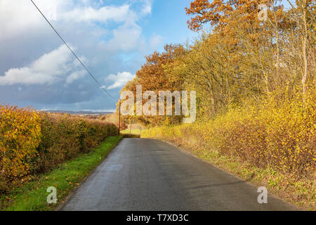 Winter trees lit by the warm winter sunlight on attractive country lanes over downland near Hadlow and Tonbridge, Kent, UK Stock Photo