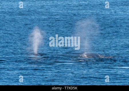 Two Humpback Whales (Megaptera novaeangliae) spouting off the coast of Baja California, Mexico. Stock Photo