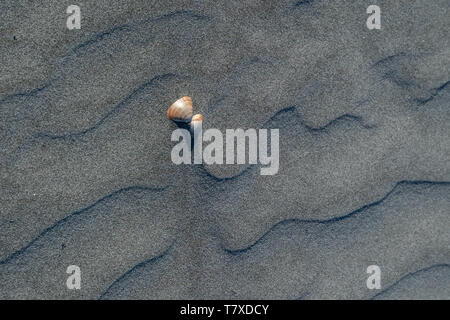 Sea shells and wave patterns in the sand on Sand Dollar Beach,  Magdalena Island in Baja California, Mexico. Stock Photo