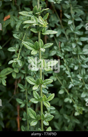 Jasminum nudiflorum leaves close up Stock Photo