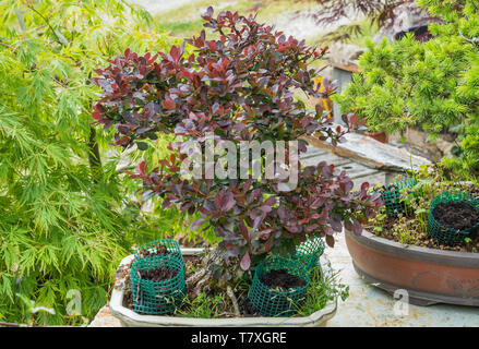 bonsai japanese barberry crimson pygmy in a pot outdoors in spring Stock Photo