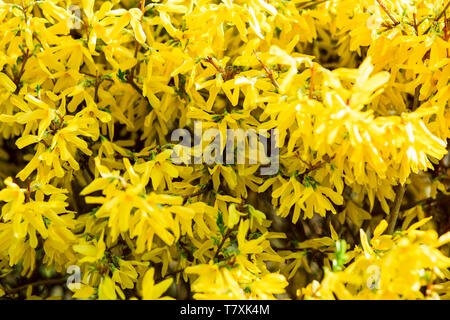 shrub with bright yellow flowers in spring, nature texture Stock Photo
