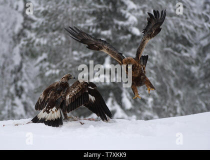 Golden eagles in winter, Utajarvi, Finland
