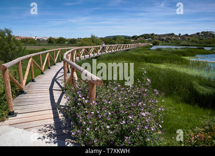 The curving wooden walkway with people on it over the Lagoon at Fuente de Piedra, with Grasses blowing in the wind and purple Wildflowers. Spain. Stock Photo