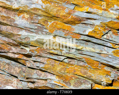 Close up of cracked and layered grey Welsh slate with patches of orange and brown lichen Stock Photo