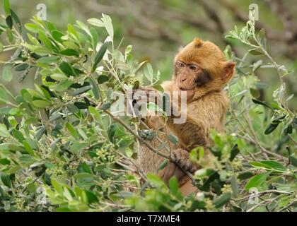 Barbary Macaque - Macaca sylvanus on the tree in Gibraltar rock. Only one european monkey Stock Photo