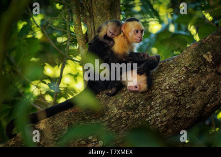 Colombian white-faced capuchin (Cebus capucinus), Colombian white-headed capuchin or Colombian white-throated capuchin, New World monkey of the family Stock Photo