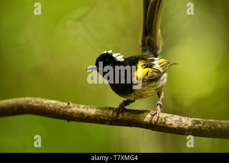 Stitchbird - Notiomystis cincta - Hihi in Maori language, endemic bird sitting on the branch in the New Zealand forest. Stock Photo