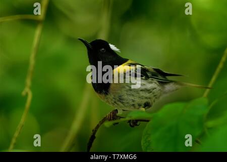 Notiomystis cincta - Stitchbird - Hihi endemic bird from New Zealand Stock Photo