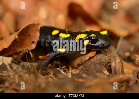 The fire salamander (Salamandra salamandra) in the brown fallen leaves in the forest. Yellow spotted black salamander with brown background. Stock Photo