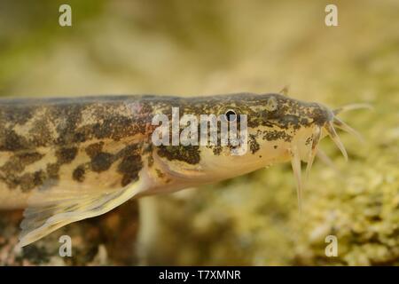Stone Loach - Barbatula barbatula in the river, underwater Stock Photo