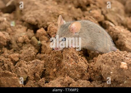 Eastern House Mouse - Mus musculus on the ground, brown background Stock Photo