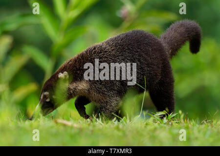Spanish Raccoon Coati (Nasua nasua), member of the Raccoon family (Procyonidae Stock ...
