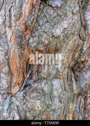 Close up of the multi-colored, rough bark of a Spruce tree. Stock Photo