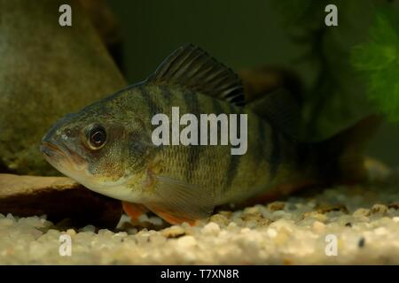 English Perch (Perca fluviatilis) underwater picture. Fish is resting on the bottom of the river. Stock Photo