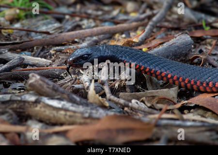 Red-bellied Black Snake - Pseudechis porphyriacus species of elapid snake native to eastern Australia. Stock Photo