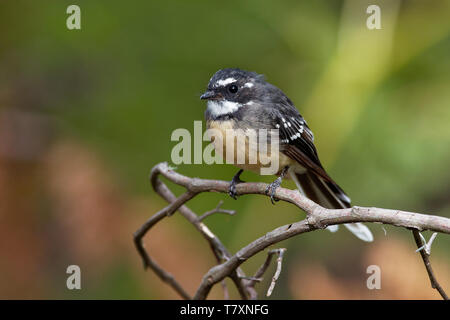 Grey Fantail - Rhipidura albiscapa - small insectivorous bird. It is a common fantail found in Australia (except western desert areas), the Solomon Is Stock Photo