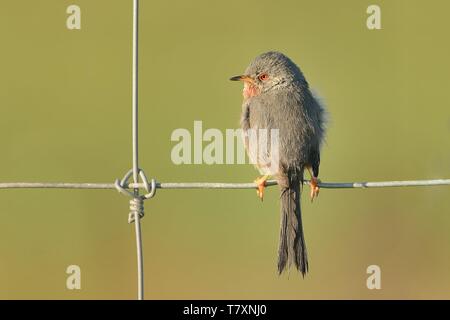 Dartford Warbler (Sylvia undata) perched on a wire with blurred background. Spain, France, Greece,
