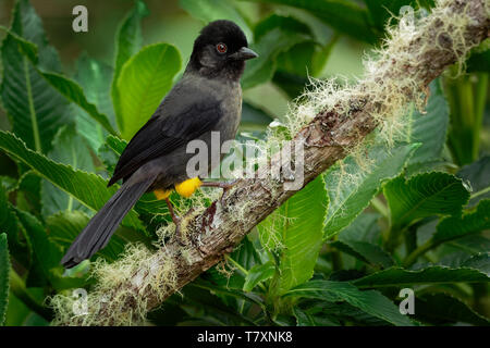Yellow-thighed Finch - Pselliophorus tibialis is passerine bird which is endemic to the highlands of Costa Rica and western Panama. Stock Photo