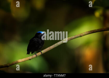 Blue-crowned manakin - Lepidothrix coronata bird in the Pipridae family. The males have a brilliant blue cap, found in Bolivia, Brazil, Colombia, Cost Stock Photo