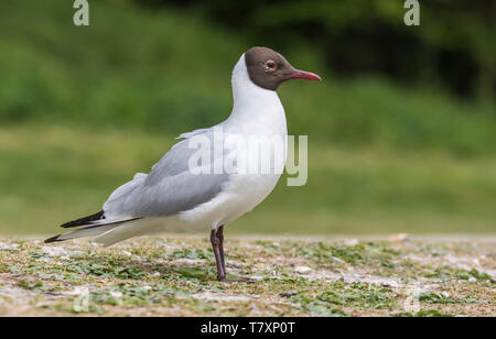 Adult Black Headed Gull (Chroicocephalus ridibundus) in breeding plumage standing on land in Spring in West Sussex, England, UK. Stock Photo