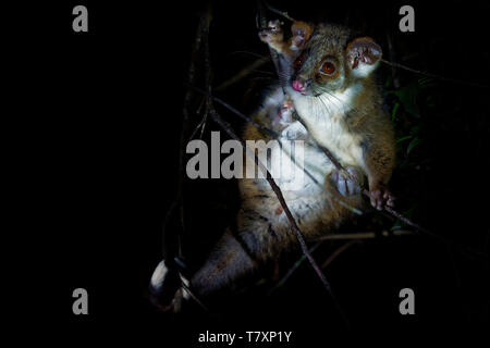 Common Ringtail Possum - Pseudocheirus peregrinus is small nocturnal marsupial living in Australia. Stock Photo