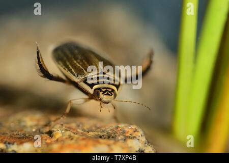 Lesser diving beetle (Acilius sulcatus) holding to stone captured under water in the small lake. Colorful background - green reed, blue, brown stone. Stock Photo