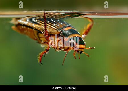 The Great diving Beetle - Dytiscus marginalis - under water hunting. Stock Photo