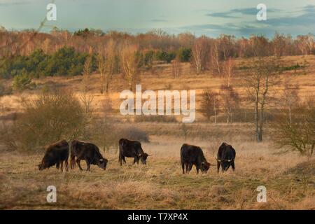 Aurochs (Bos primigenius) in the Milovice steppe. Wild cows pasturing in the Central Eutopian steppe. A herd of black cows in the beautiful landscape. Stock Photo