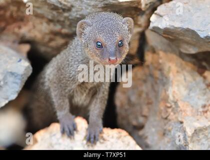 Indian Mongoose - Herpestes auropunctatus - Island Korcula, Croatia. Stock Photo