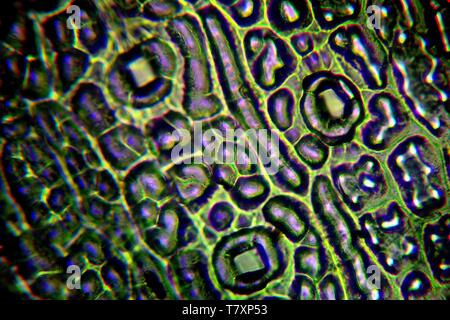 Chlorophyll. Plant Cells under the Microscope. Vector illustration ...