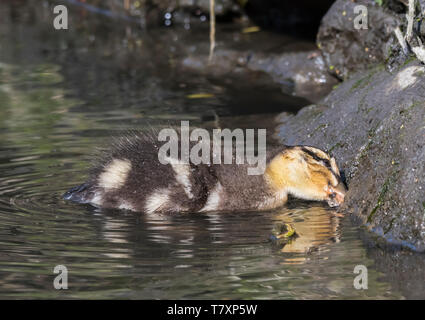 Baby Mallard duckling (Anas platyrhynchos) in water in Spring in West Sussex, England, UK. Stock Photo